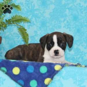 Bravo, Boston Terrier Mix Puppy